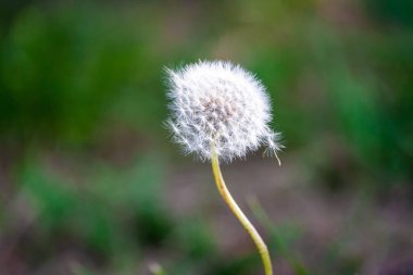 Karahindiba tohumları uzak bir taze yeşil arka planda üfleme. Yaz konsepti.
