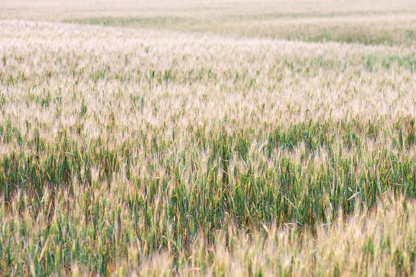 Golden Wheat Field Wheat Field Background Ripe Rue — Stock Photo, Image