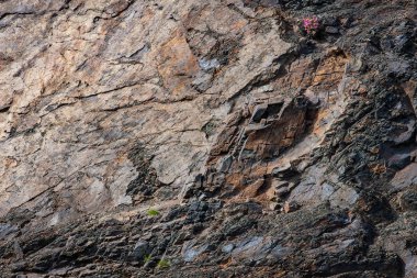 doğal Soyut doku arka plan olarak kayalık yüzey