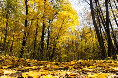 Sonbahar orman sahne ile altın yaprakları ve bir patika illumining sıcak ışık ışınları