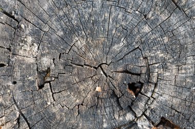 eski ahşap doku halka arka plan kesmek