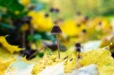 Sonbahar ormanında düşen sarı yaprakları küçük mantar toadstool. Doğa arka planı.