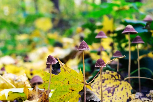 Autumn Landscape Forest Small Mushrooms Toadstools — Stock Photo, Image