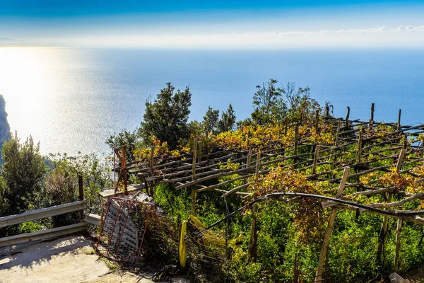 Viñedos Entre Las Colinas Largo Costa Amalfi Italia — Foto de Stock