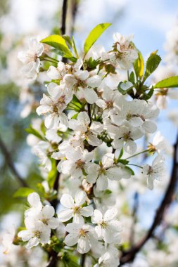 Bir bahar gününde kiraz çiçekleri çiçek. Çiçekli ağaç.