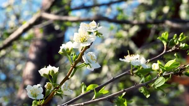 Bloemen bloeit op de takken kersenboom. — Stockvideo