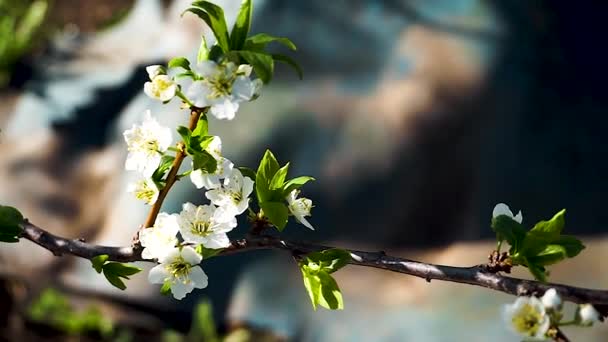 Flores Flores en las ramas Cerezo . — Vídeos de Stock