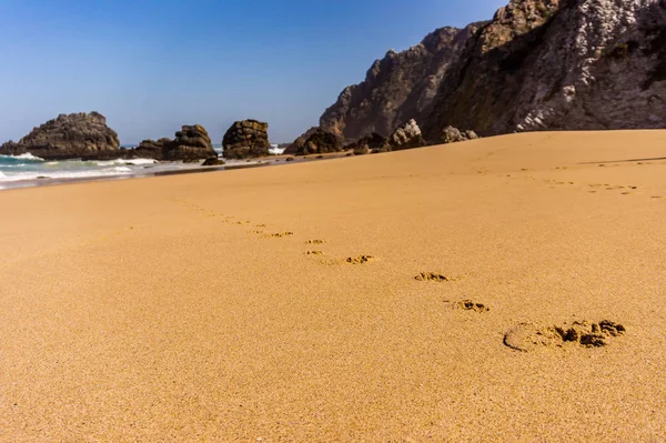 Відбитки собак відстежуються вздовж піщаного пляжу — стокове фото