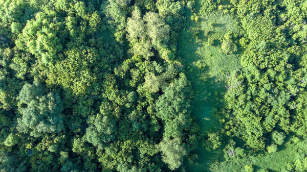 Aerial view spring forest. Natural green background. Photo from the drone