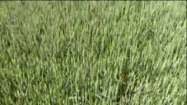 Buğday tarlası. Tarlada buğdayın altın kulakları. Tarlanın olgunlaşma kulakları