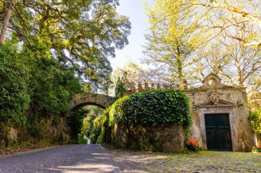 Güney Portekiz'de orman dan asfalt yol