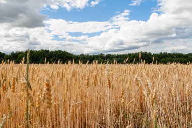 Buğday yakın çekim. Buğday tarlası. Buğdayın olgunlaşma kulaklarının arka planı.