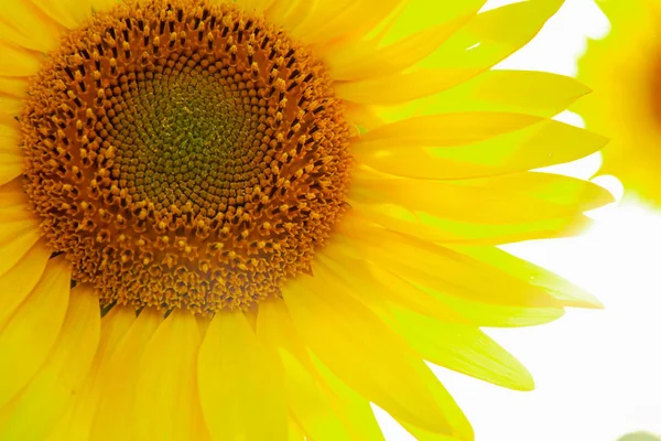 Коло соняшнику велика жовта квітка теплий фон — стокове фото