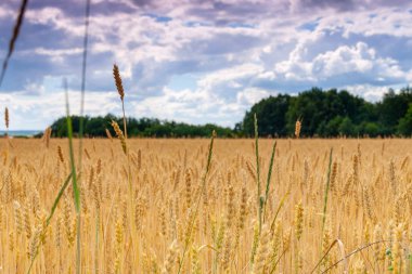 Buğday yakın çekim. Buğday tarlası. Buğdayın olgunlaşma kulaklarının arka planı.