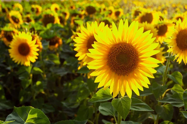 Solros natur bakgrund. Solros blomma. Jordbruksområdet. — Stockfoto