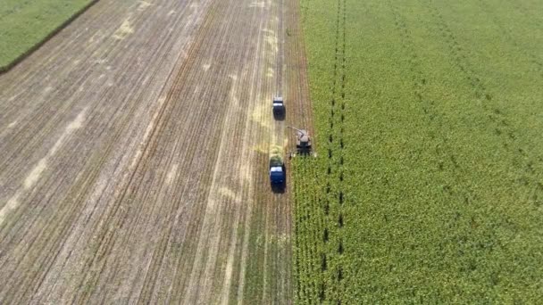 Récolte de maïs avec des machines de haut en bas aérien 
