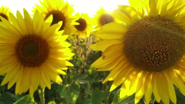 Blumenfeld Sonnenblumen gegen den Himmel. Sonnenblumen wiegen sich im Wind. — Stockvideo