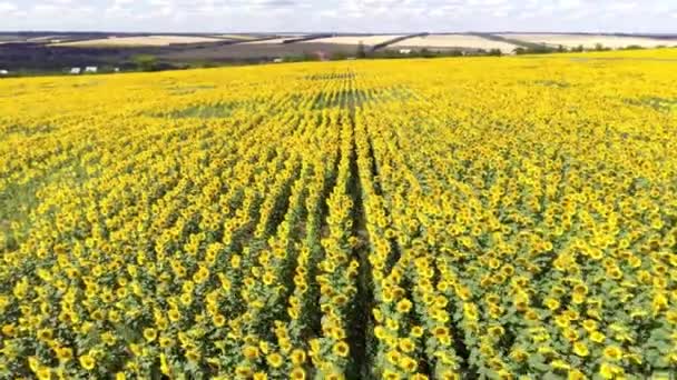 Fliegen über ein Sonnenblumenfeld, Drohne bewegt sich über ein gelbes Feld von Sonnenblumen — Stockvideo