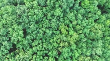 Orman arka planda yaz yeşil ağaçların havadan üst görünümü, Drone fotoğraf.