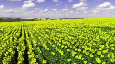 Ayçiçeği bir alan üzerinde uçan, ayçiçeği sarı zemin üzerinde hareket eden robot