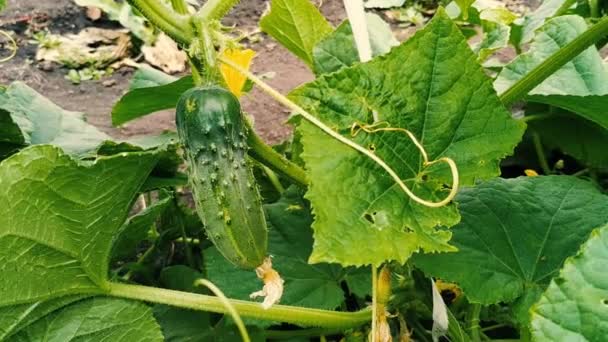 Pepinos verdes jóvenes en invernadero. Comida orgánica. Distribuidor agrícola . — Vídeos de Stock