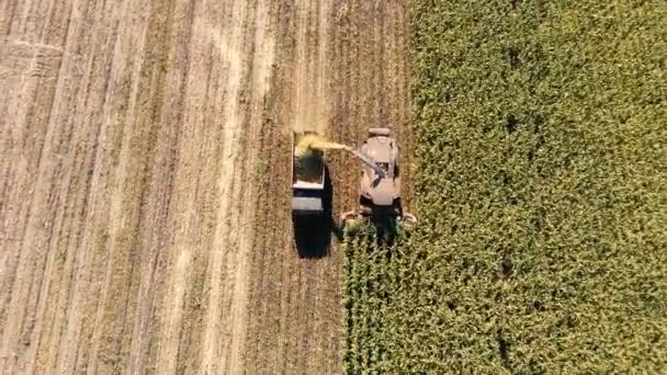 Tractors and farm machines harvesting corn in Autumn — Stock Video