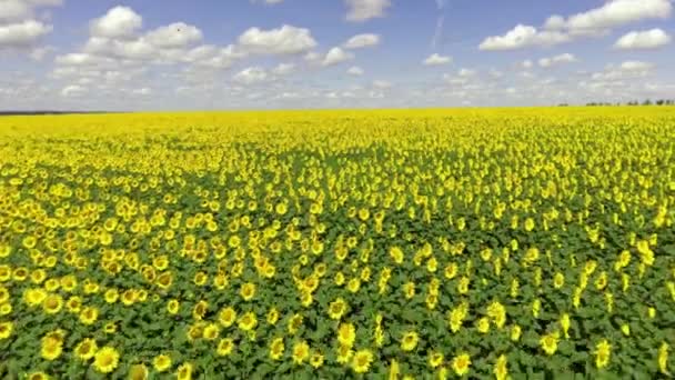Fliegen über ein Sonnenblumenfeld, Drohne bewegt sich über ein gelbes Feld von Sonnenblumen — Stockvideo