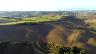 Hava görüntüleri, Tuscany, İtalya 'da günbatımında muhteşem üzüm bağları.