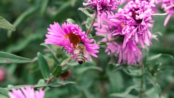 Пчела собирает нектар и пыльцу на цветке — стоковое видео