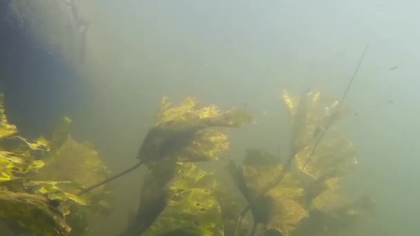 Pod vodou říční krajina s řasami — Stock video