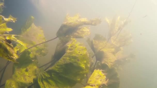 Underwater älvlandskap med alger — Stockvideo