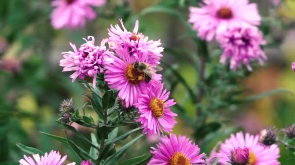 Close-up van een honingbij verzamelen nectar stuifmeel — Stockvideo