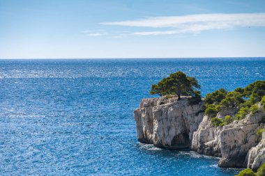 Güney Fransa 'daki Calanque Ulusal Parkı' nın mavi turkuaz suyunun önündeki ağaç.