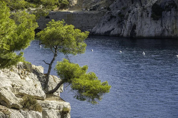 フランス南部のカランケ国立公園の青いターコイズブルーの水の前の木 — ストック写真