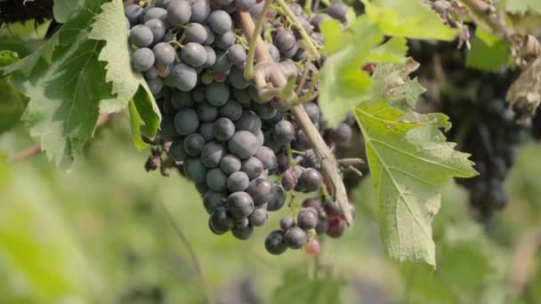 Manojos Uvas Rojas Colgando Viñedo Filas Uvas Pinot Noir Listas — Vídeos de Stock