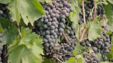 Demet kırmızı üzüm üzüm bağıyla asılı