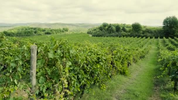 Colgando racimos de uvas rojas en el viñedo — Vídeos de Stock