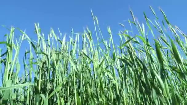 Los tallos de trigo verde soplan en el viento. Campo de trigo natural. — Vídeos de Stock