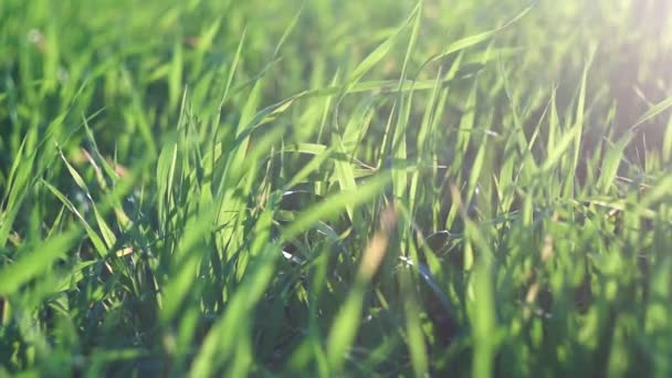 Крупним планом молодого зеленого поля, сільськогосподарський фон — стокове відео