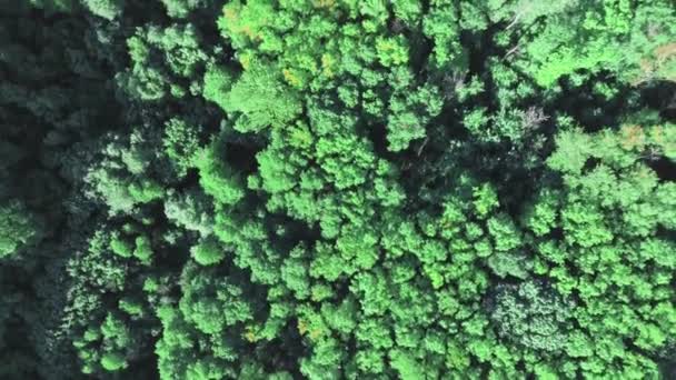 Bosque de coníferas siempreverde sin horizonte. Vista superior aérea — Vídeos de Stock
