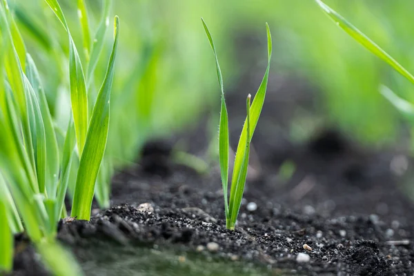 Tarım Tarlasında Genç Yeşil Mısır Tohumu Yetiştirme, Sığ Alan Derinliği Seçici Odaklanma