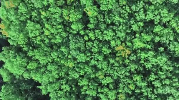 Vista aérea de los árboles verdes de verano en el fondo del bosque. Imágenes de drones — Vídeos de Stock