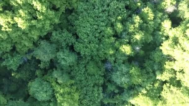 Vista aérea superior das árvores verdes de verão no fundo da floresta . — Vídeo de Stock