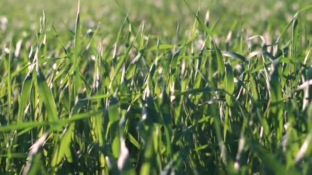 Крупный план молодых зеленых полей, сельскохозяйственный фон — стоковое видео