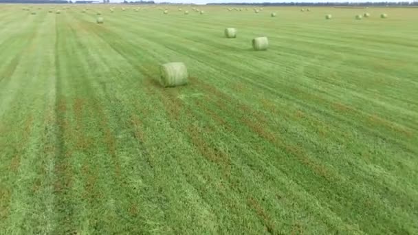 Hay bales on the field after harvest. Agricultural field. — Stock Footage Hay bales on the field after harvest. Agricultural field. Royalty Free Stock Video