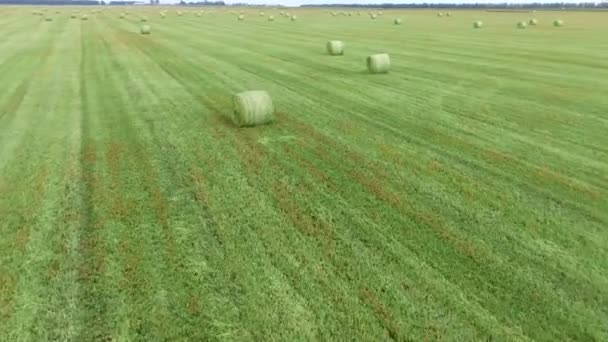 Heuballen auf dem Feld nach der Ernte. Agrarbereich. — Stockvideo