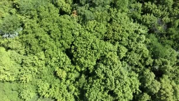 Bovenaanzicht van de zomer groene bomen in de achtergrond van het bos. — Stockvideo