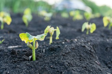 Tarım bitkisi, bahçede ve güneş ışığında büyüyen adım konsepti. Yeni hayat ya da başlangıç ya da başlangıç kavramı