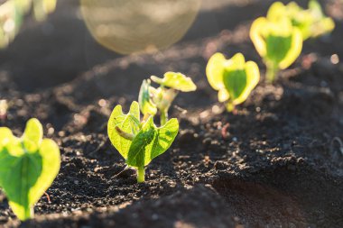 Tarım bitkileri bahçede ve güneş ışığında filizleniyor. Yeni hayat ya da başlangıç ya da başlangıç kavramı