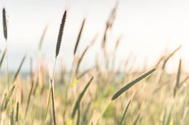 Altın buğday kulakları, yaklaşın. Gün batımının altında kırsal bir manzara. Olgunlaşan tarım arazisi dikenlerinin yaz arkaplanı. Hasat, doğal ürün..